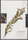 Foto von Salix triandra subsp. triandra L.